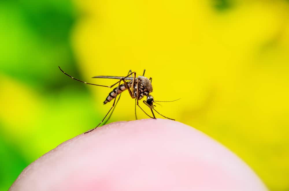 What is yellow fever vs dengue fever - Orion